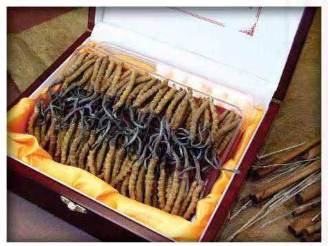 红星冬虫夏草回收